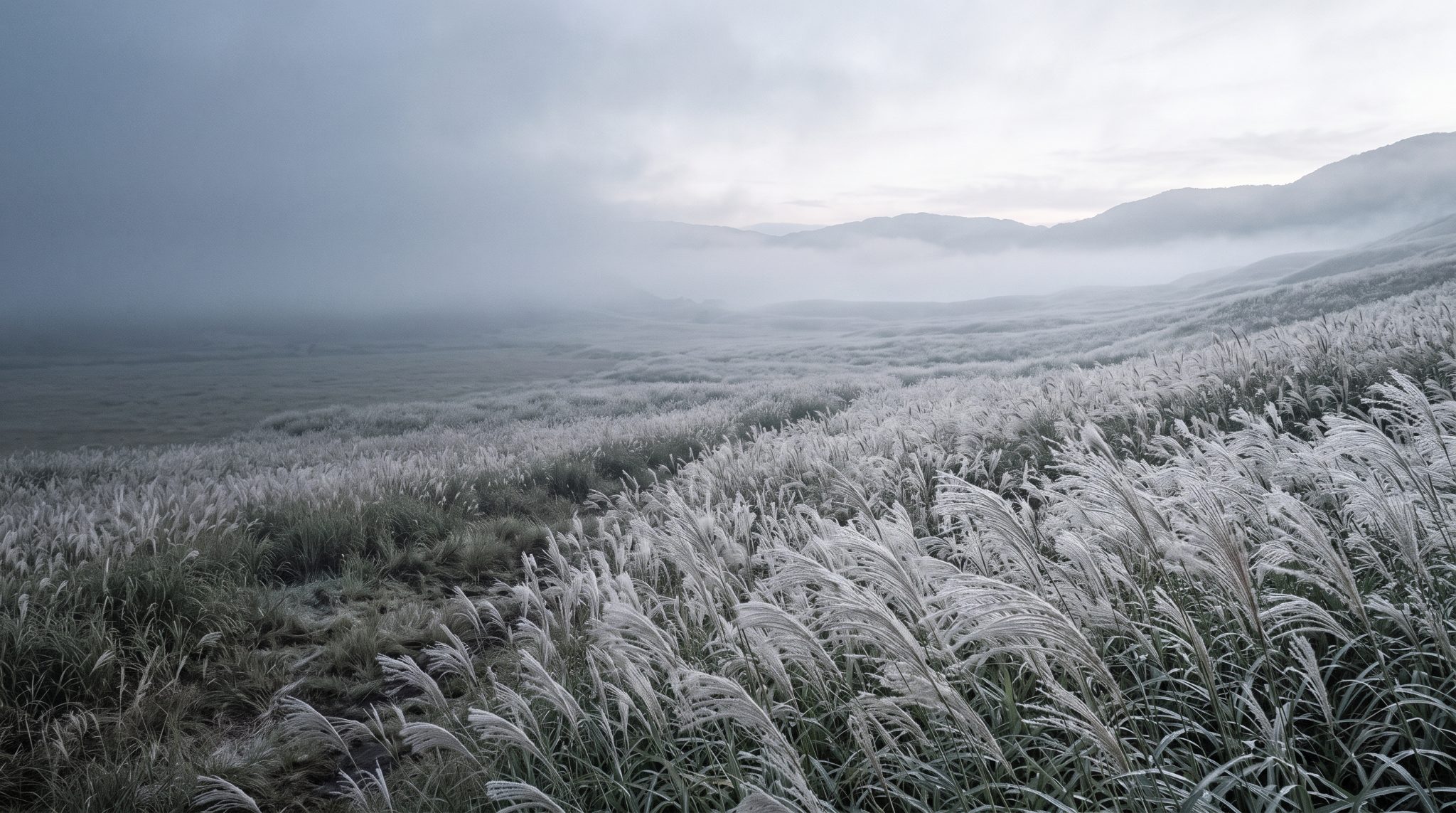 A wide field of silvergrass beneath a cool misty sky