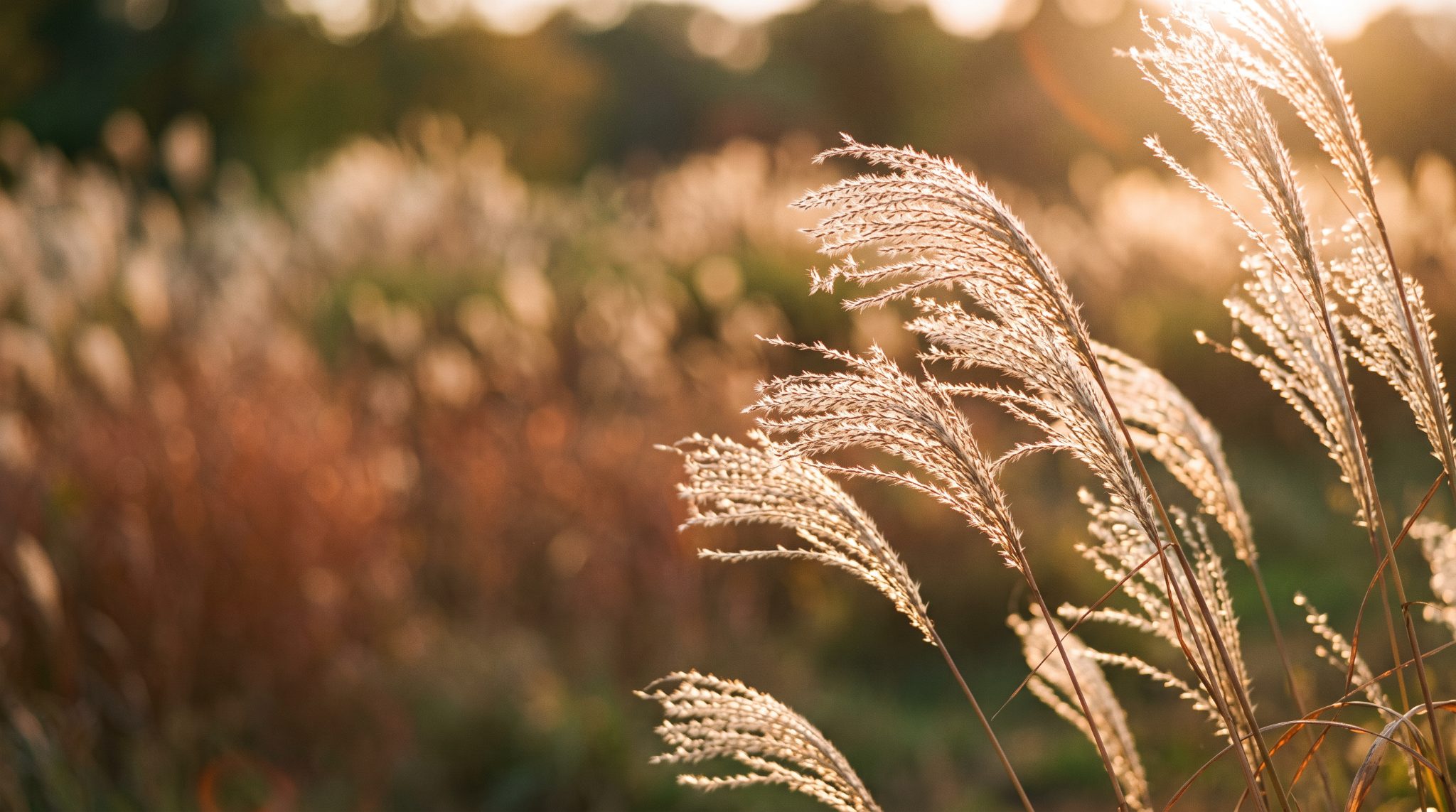A field of silvergrass catching cool light under an open sky